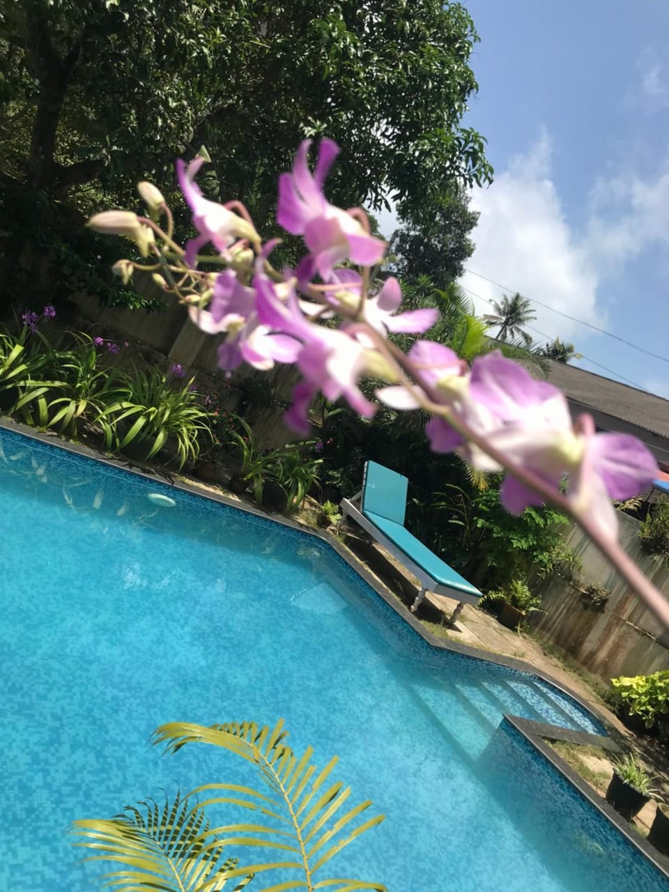 Garden, Swimming pool