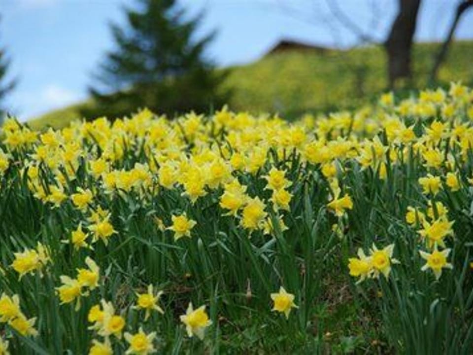Gîte Confortable en Pleine Nature avec Cheminée et Accès Direct aux Sentiers, Proche Gérardmer et Lac - FR-1-589-124 House in Gérardmer