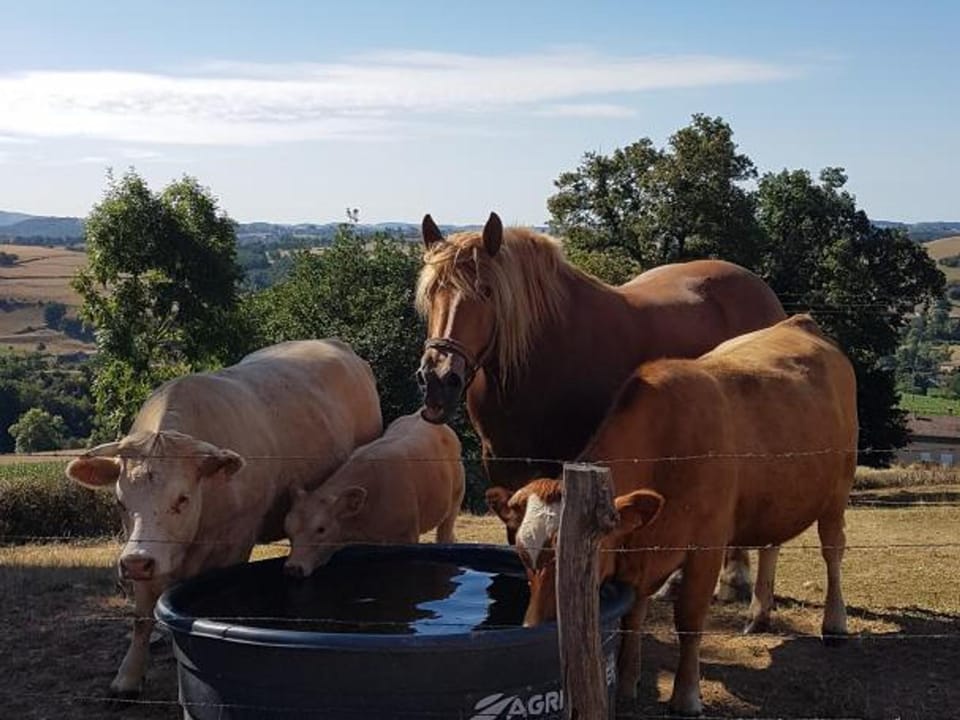 Gîte paisible 3 chambres avec cheminée et animaux admis - FR-1-496-221 House in Auvergne-Rhône-Alpes