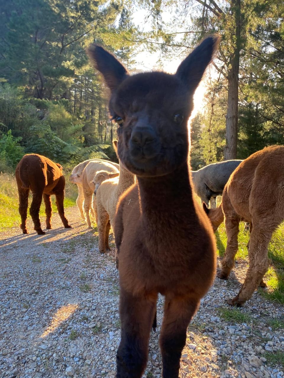 Alpacas Off Grid - House Truck Campground/ 
RV Resort in Tasman District, Tasman, New Zealand