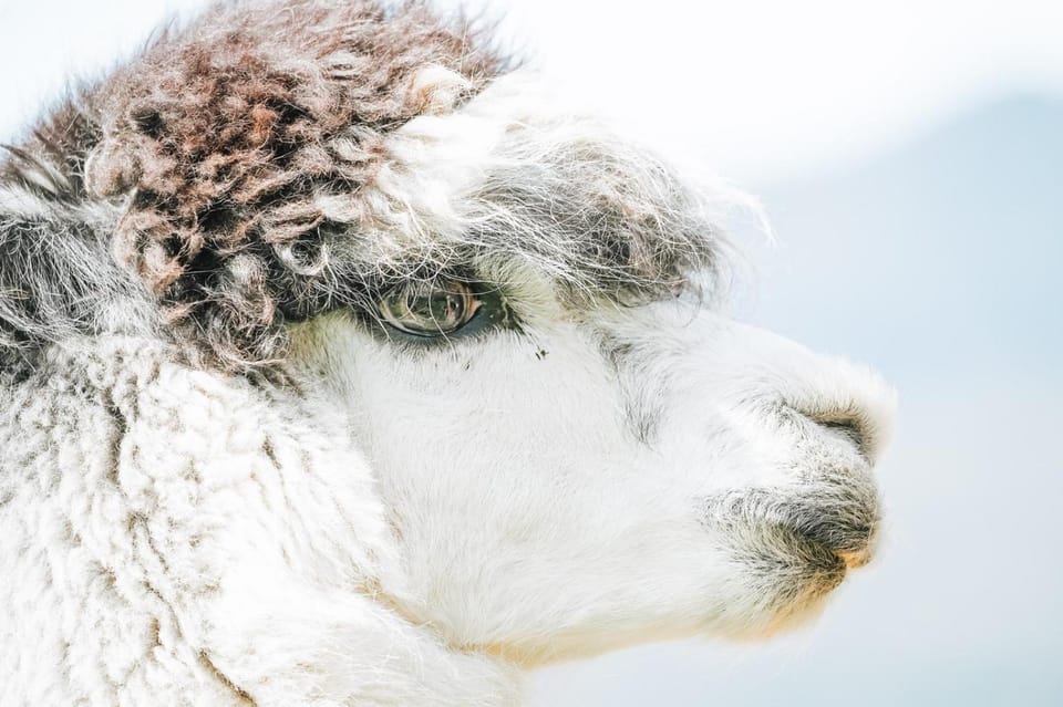 Alpacas Off Grid - House Truck Campground/ 
RV Resort in Tasman District, Tasman, New Zealand