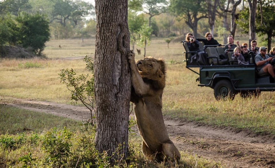 Activities, Animals