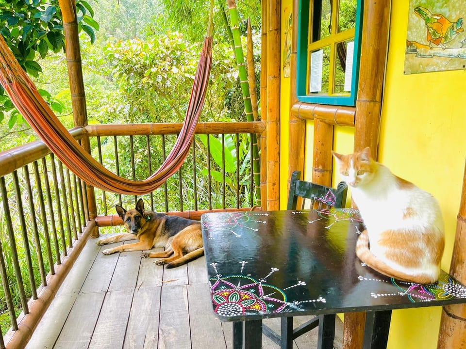 View (from property/room), Pets