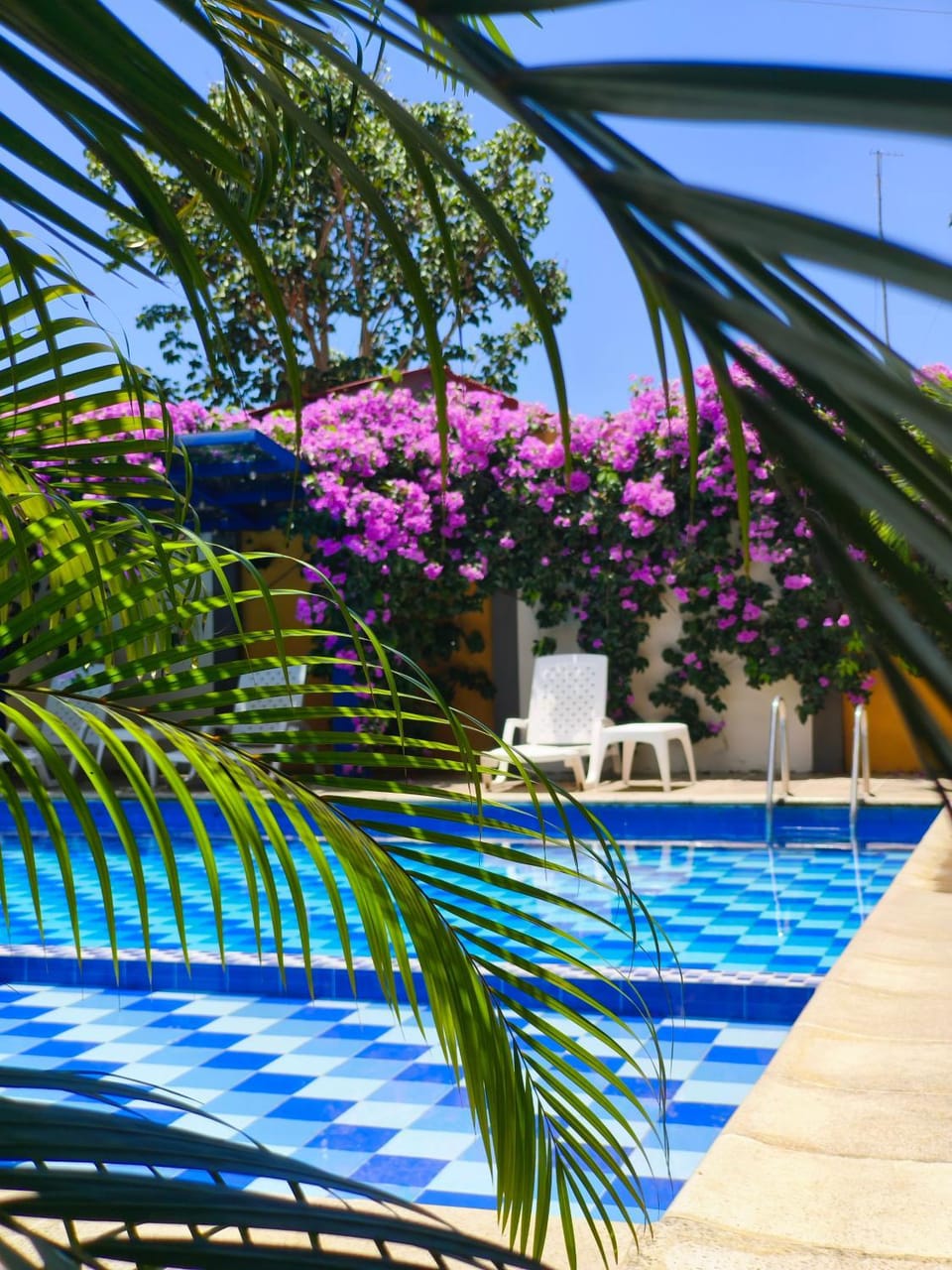 Garden, Pool view, Swimming pool