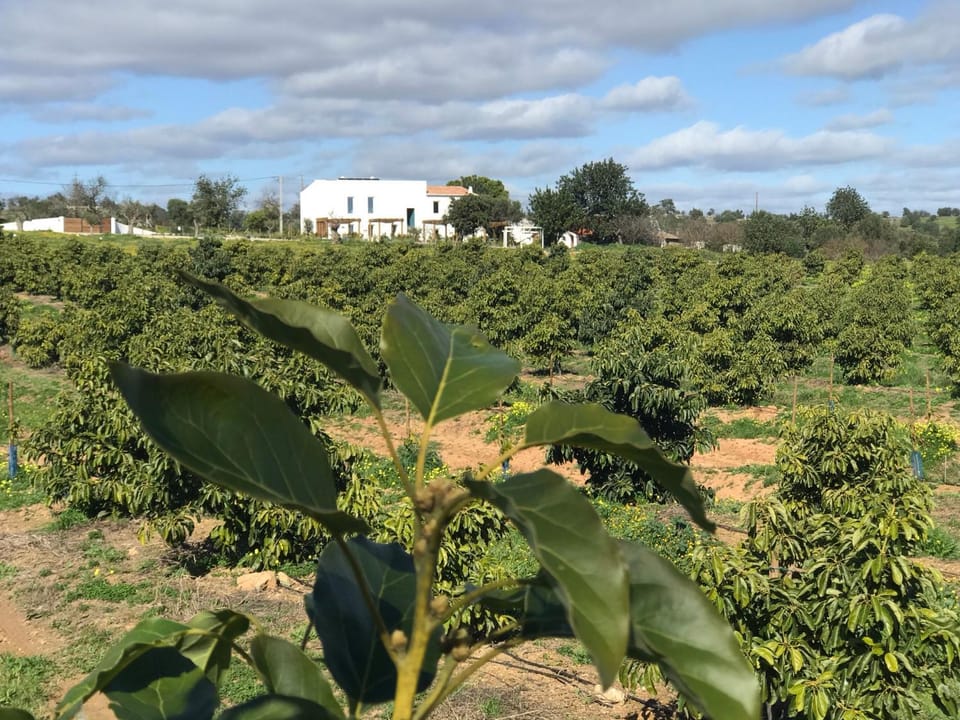 Tavira-Quinta da Janela Azul House in Tavira