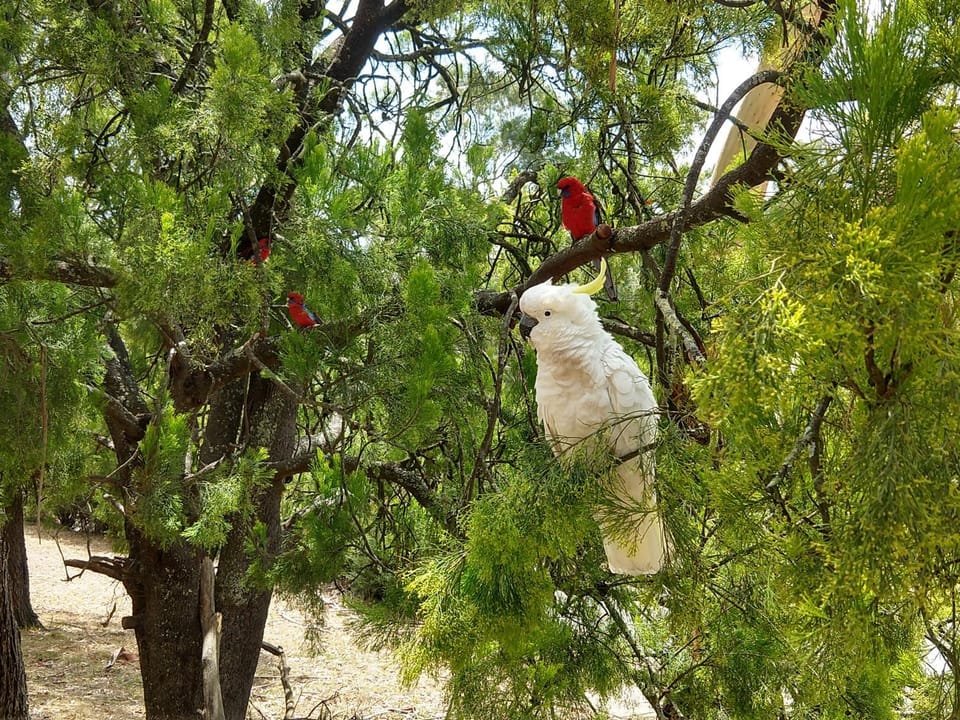 Garden, Animals