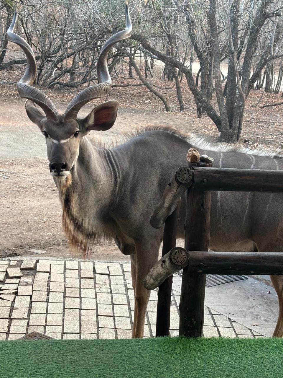 Animals