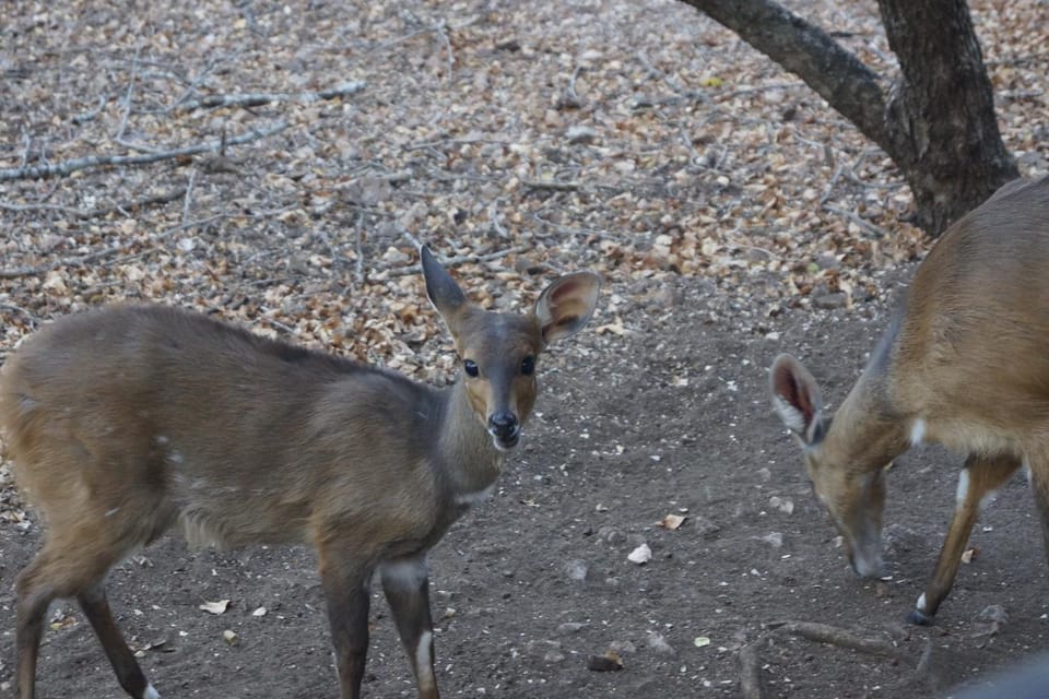 Animals