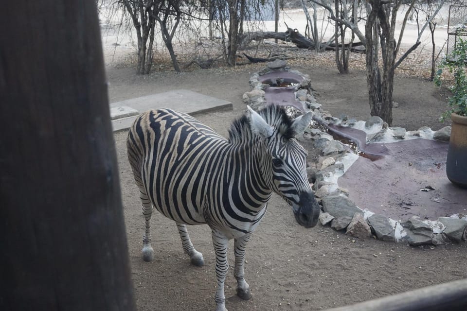 Animals