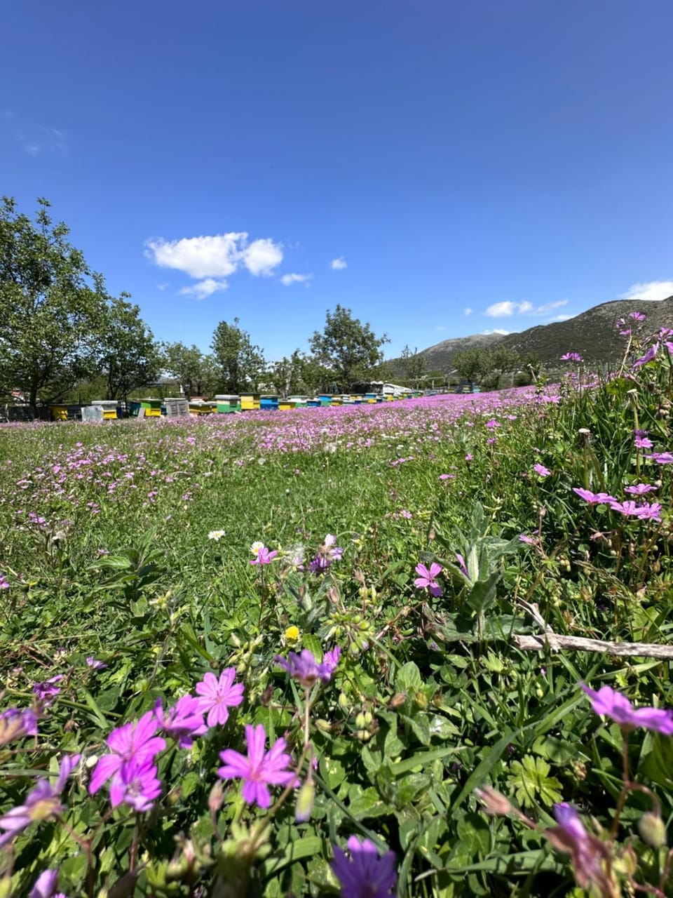 Spring, Day, Natural landscape, Garden, Garden view