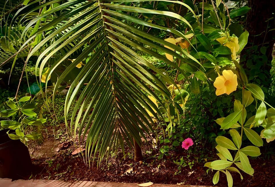 Stan-Inn, North Goa, Vagator, with strong WIFI,free private parking & kitchen, Can Cook where you stay Bed and Breakfast in Goa, India