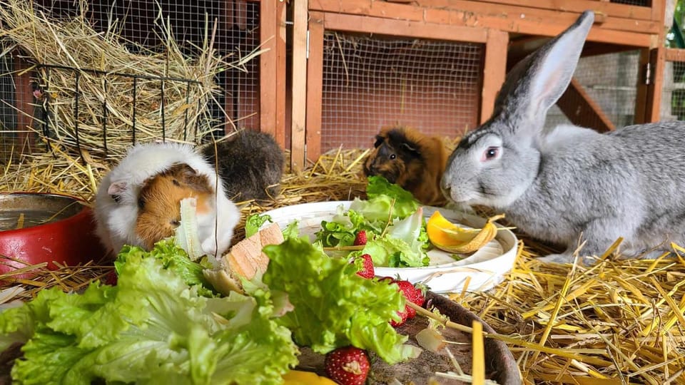 Animals