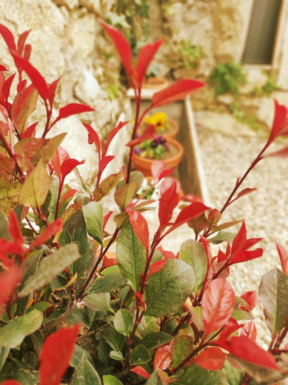 Patio, Patio