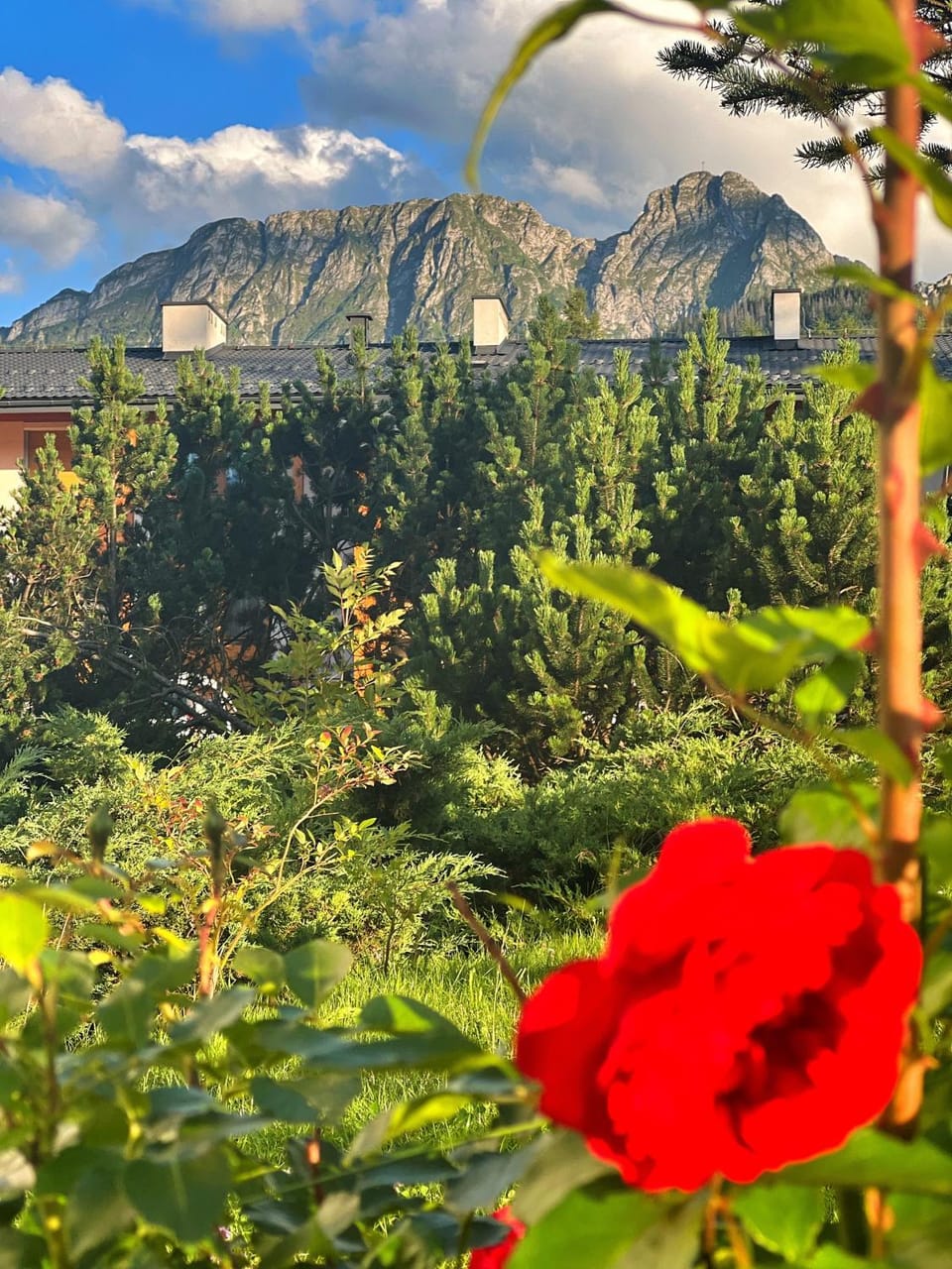 Garden, Mountain view