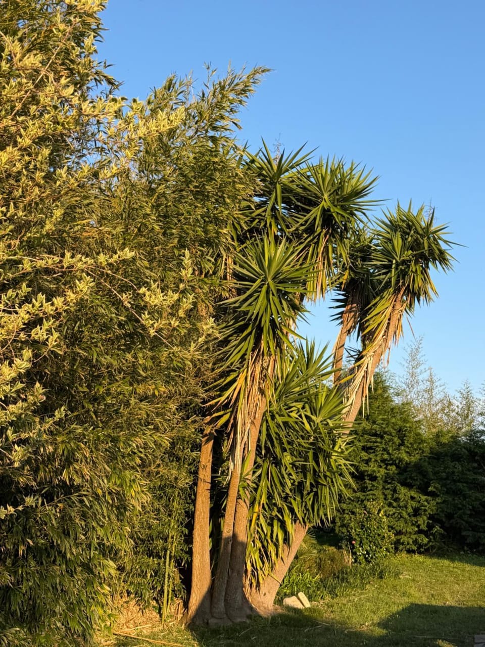 Garden view