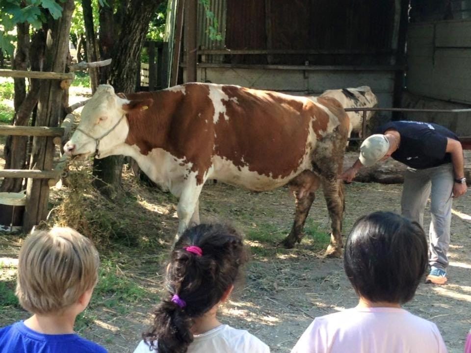 Animals, children