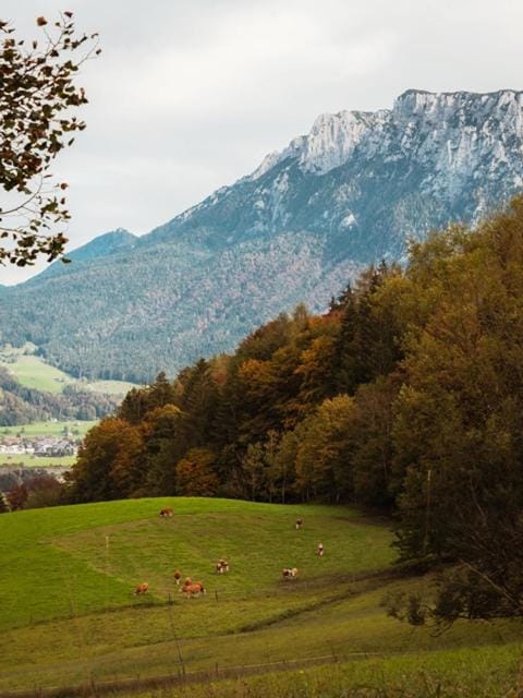 Das Luegstein Apartment in Salzburgerland