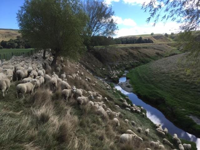 Paratu Farm Cottage in a quiet rural setting. House in Hawke's Bay