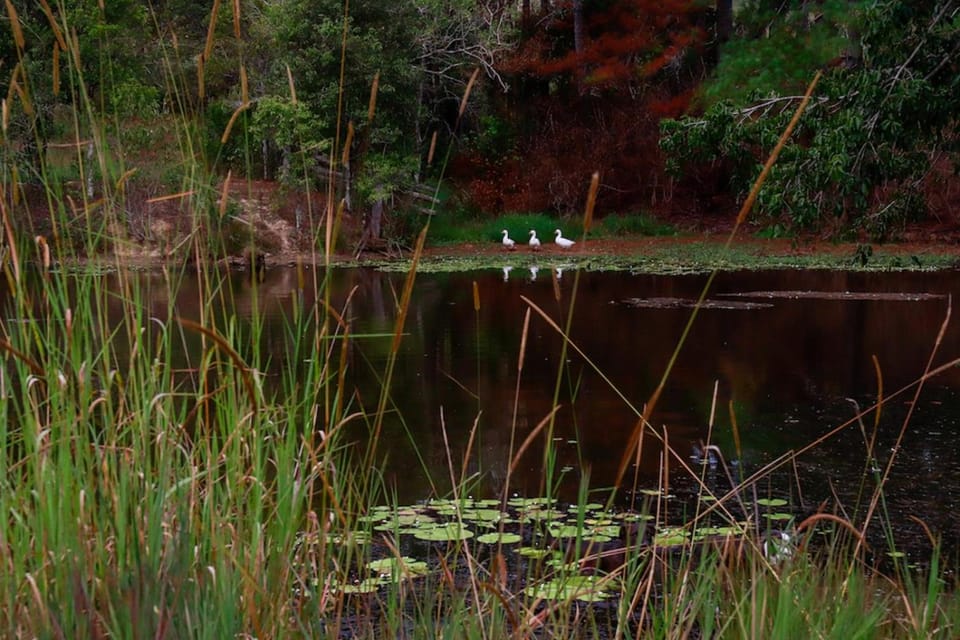 Lake view