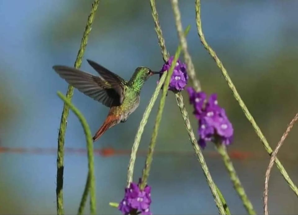 Sunset Inn Arenal B&B Bed and Breakfast in Alajuela Province
