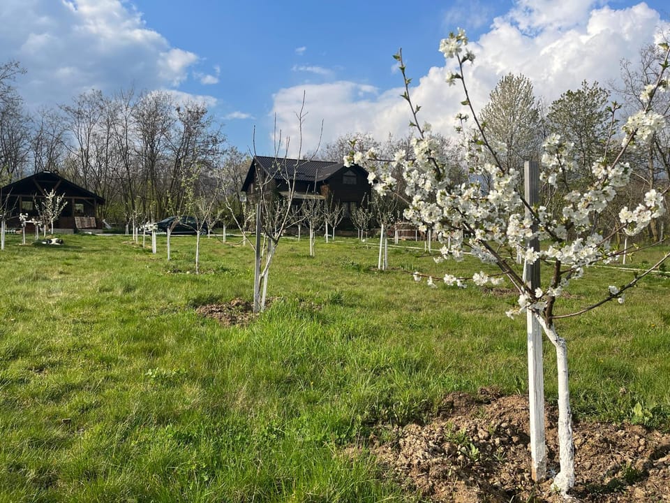 Spring, Garden, Garden view