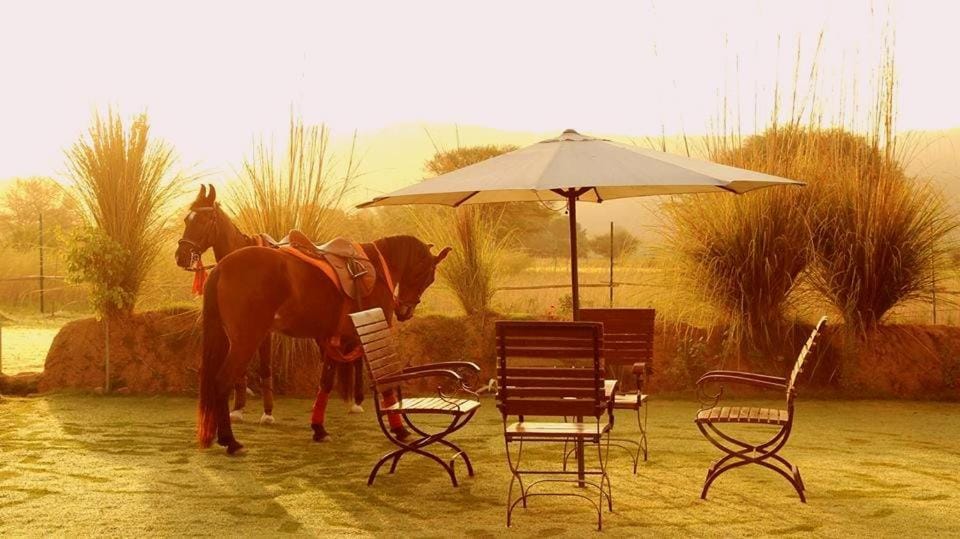 Horse-riding, Other