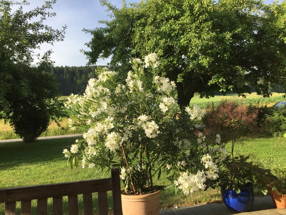 Haus Irmgard Apartment in Salzburgerland