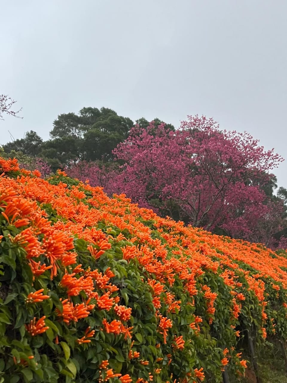 Tong Xin Farmstay Country House in Taiwan, Province of China