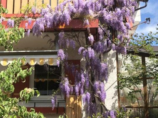 Haus Oberland Apartment in Salzburgerland