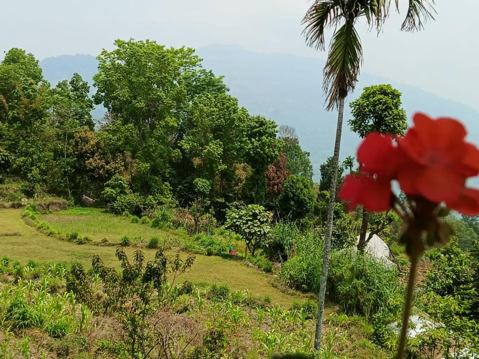 Garden, Garden view