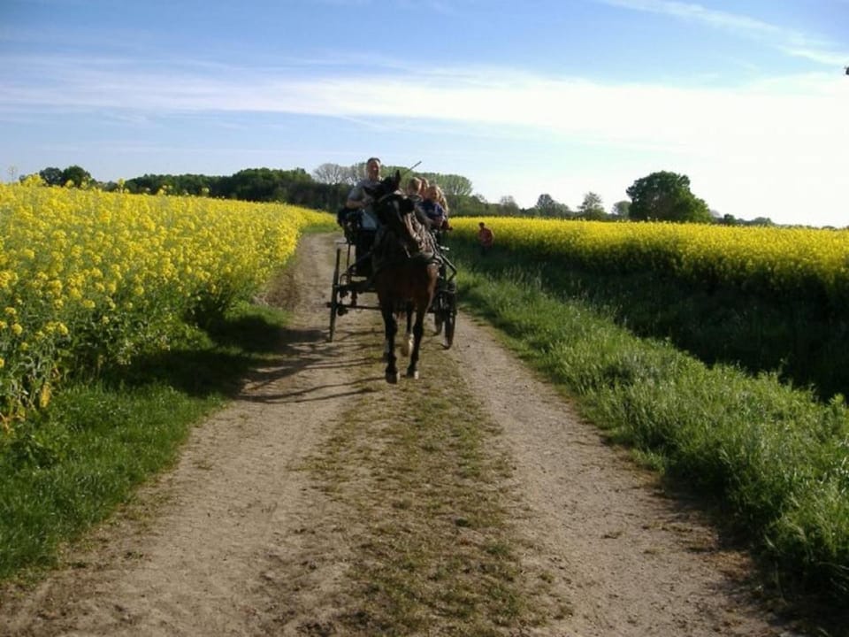 People, Horse-riding, Animals
