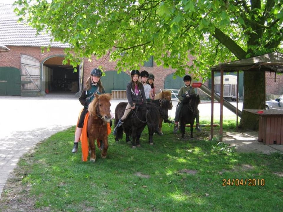 Horse-riding, Animals