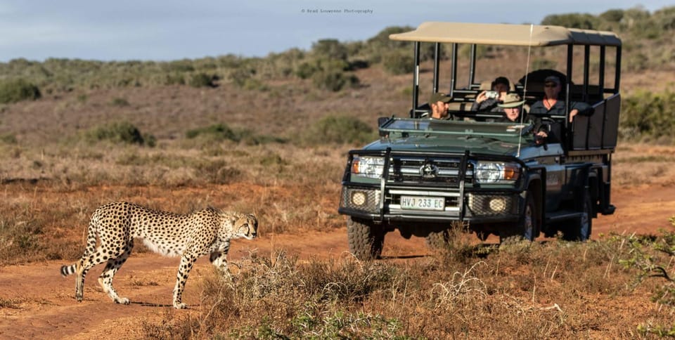 People, Animals