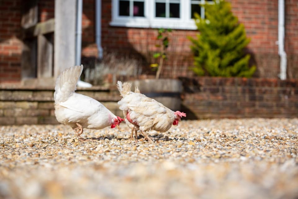 Langford farmhouse - New Forest National Park Luxury 4bd, hot tub, cinema, 10 acres House in New Forest District