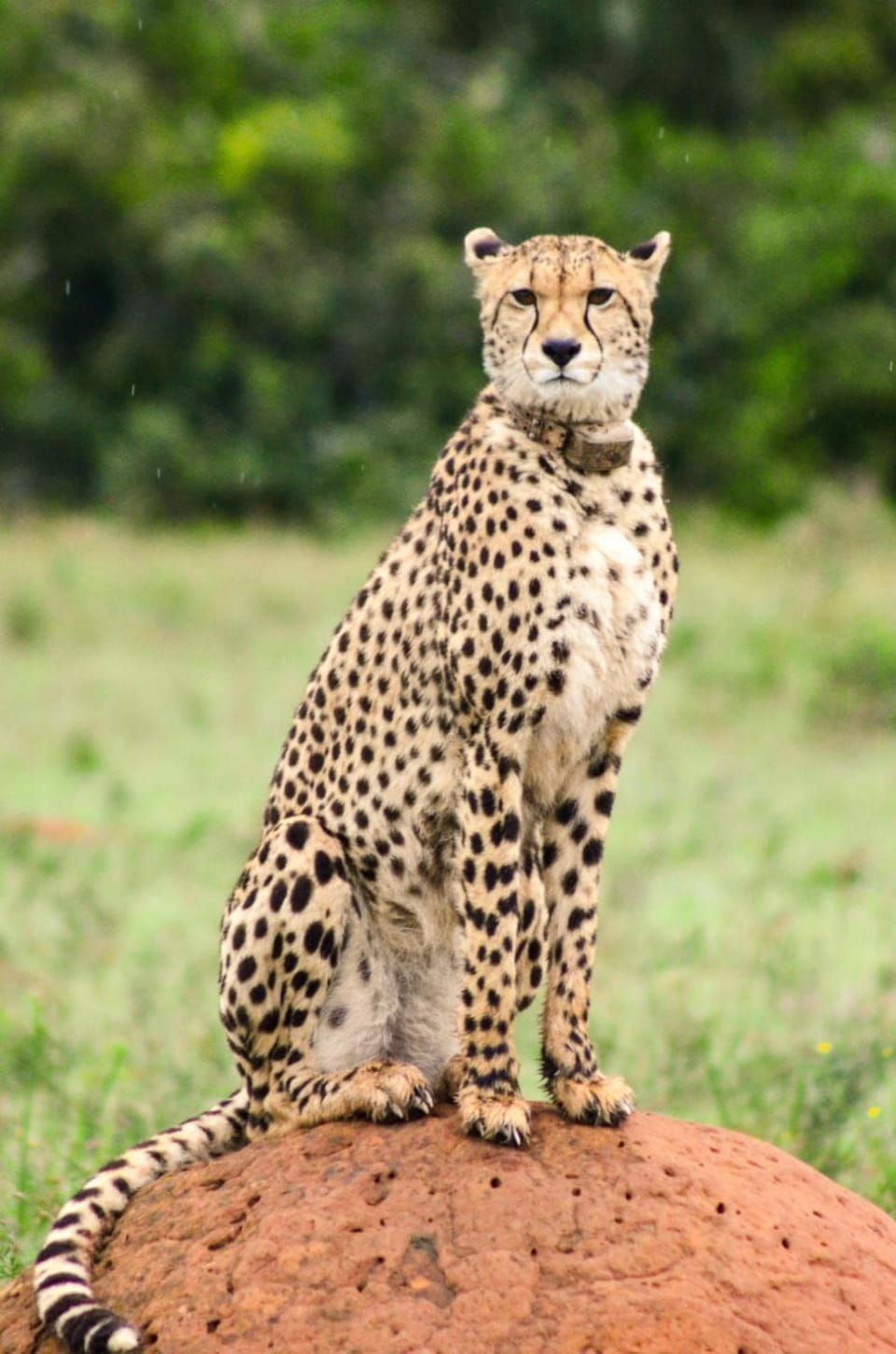 Animals