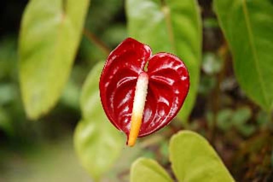 Cymbidium House Volcano Village by Casago Kona - Fun! House in Volcano