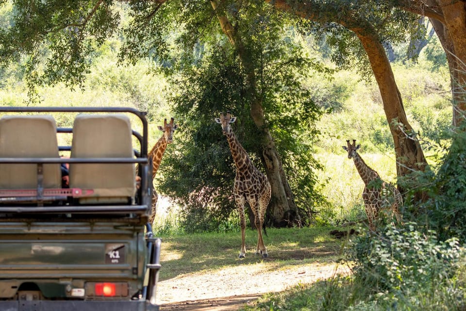 Food and drinks, Animals, Entertainment