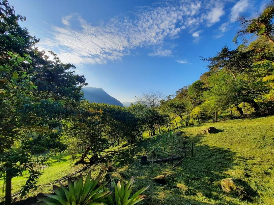Natural landscape, Garden, Garden view