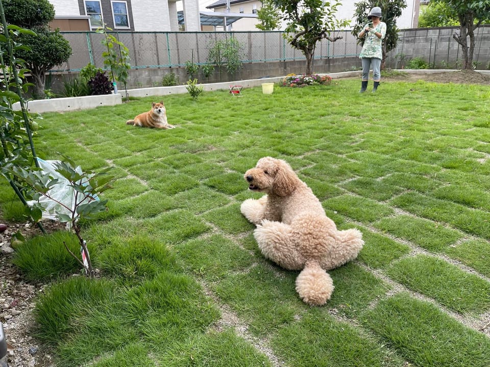 Pets
