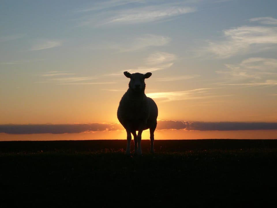 Animals, Sunrise