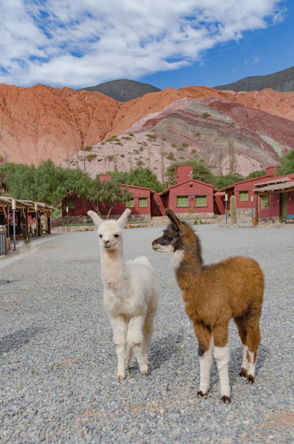 Property building, Patio, Patio, Natural landscape, Animals, Animals, Mountain view, Mountain view