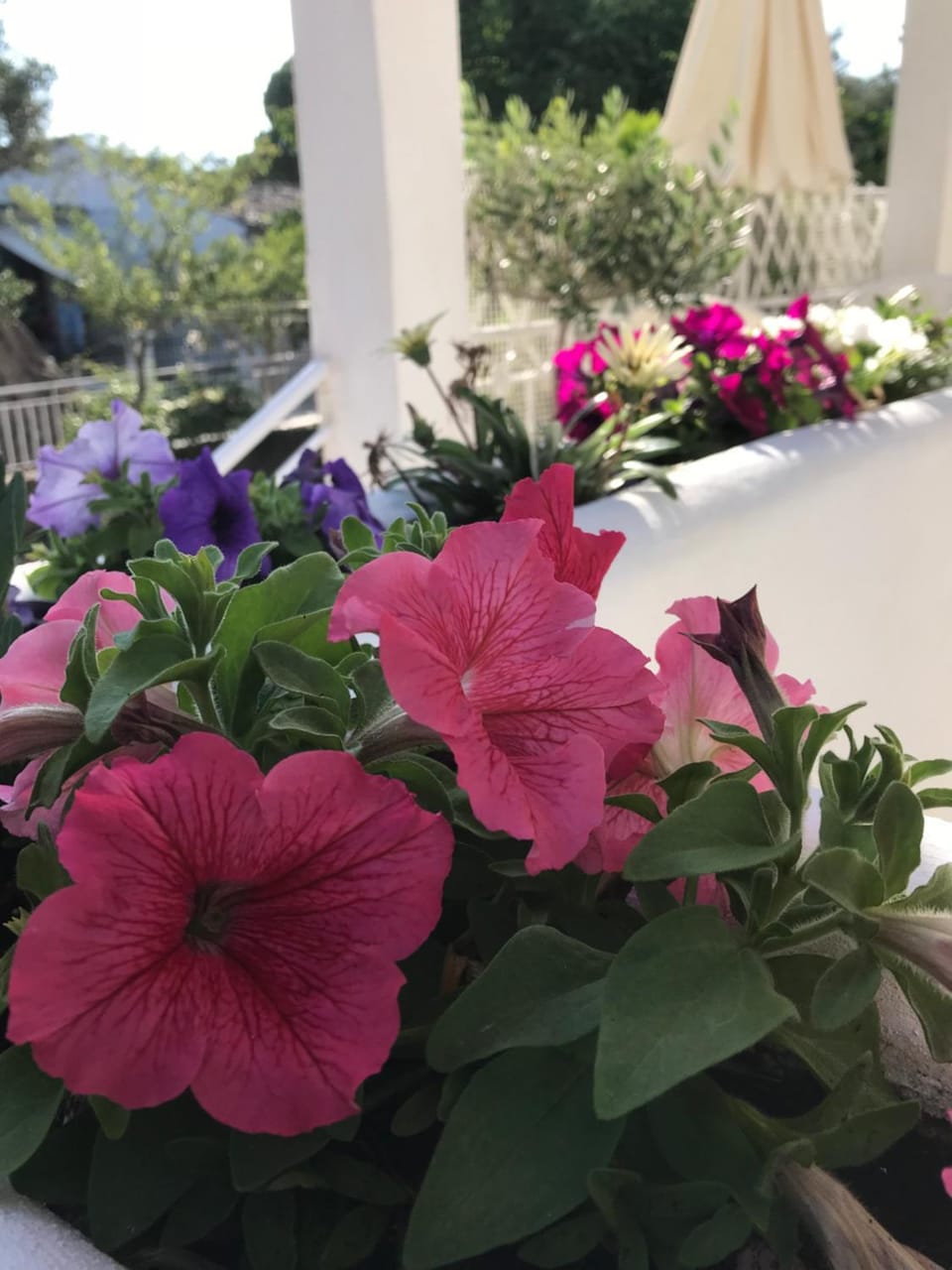 Garden view