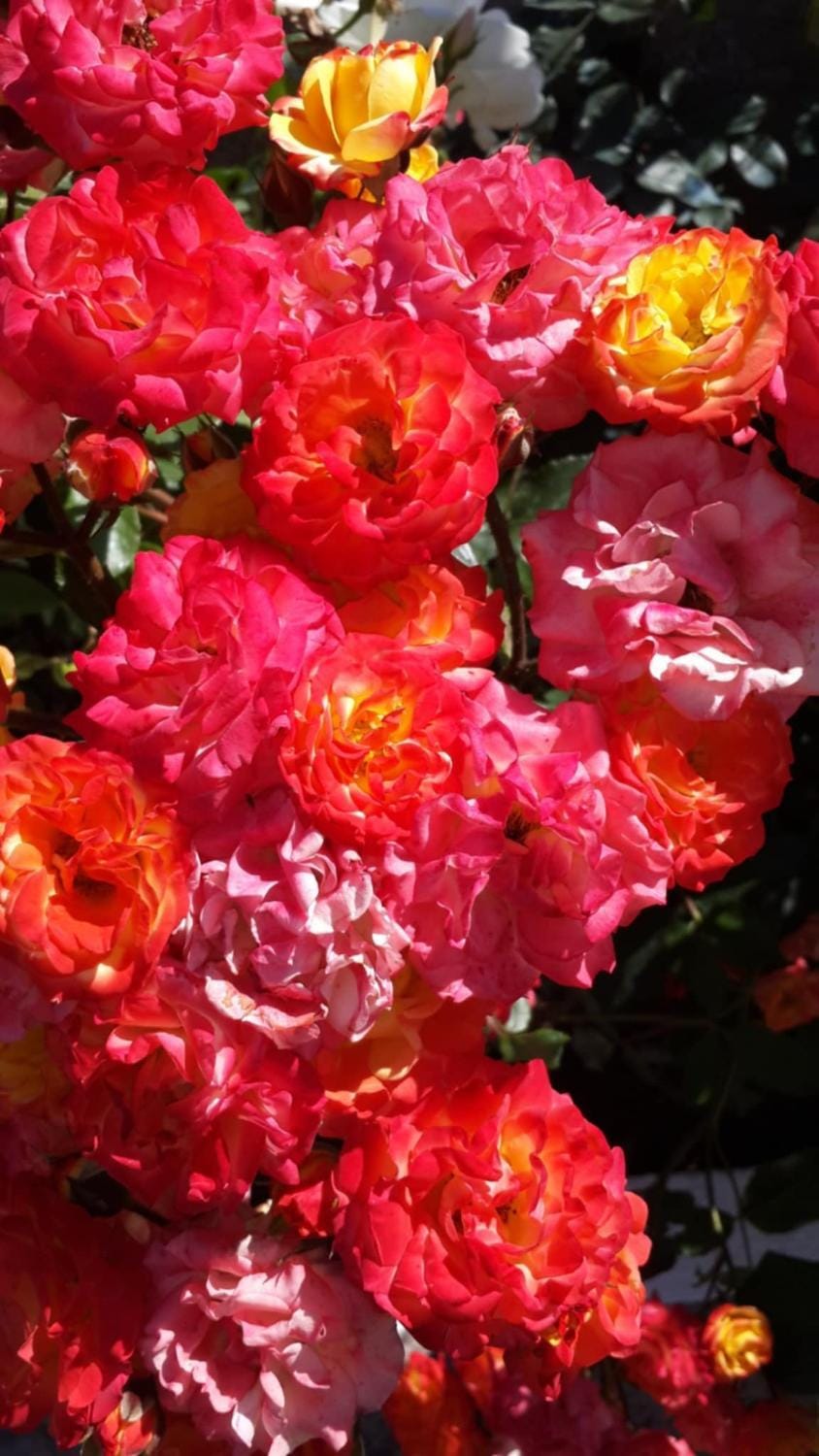 Elisabeth Villas Apartment in Samos, Greece