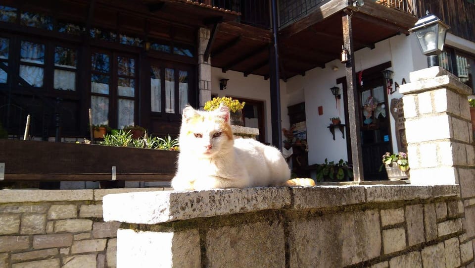 Animals, Pets