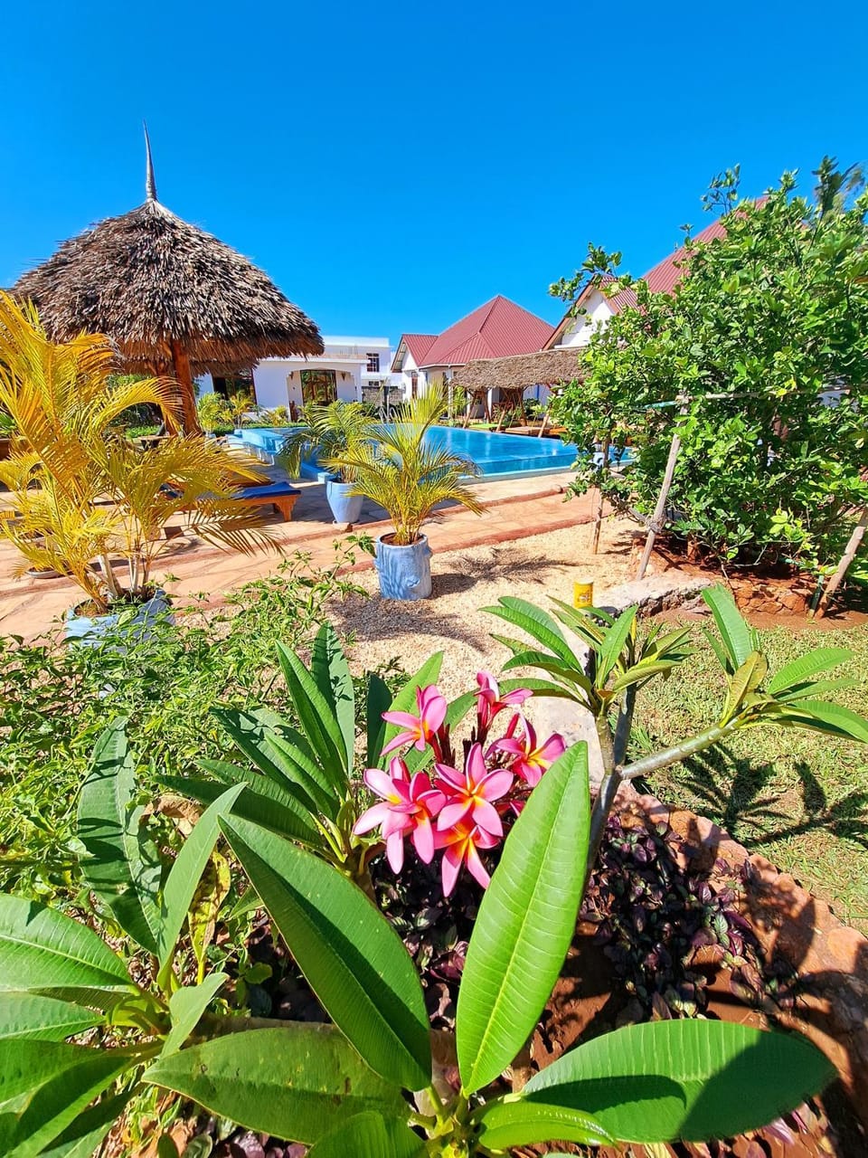 Property building, Day, Garden, Garden view, Pool view, Swimming pool, sunbed