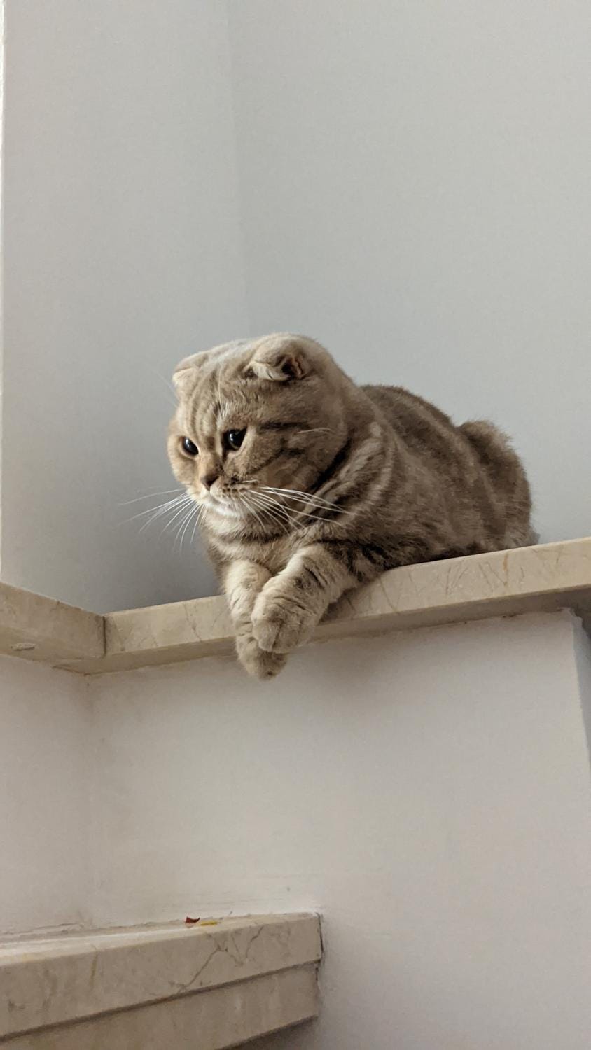 Animals, Pets