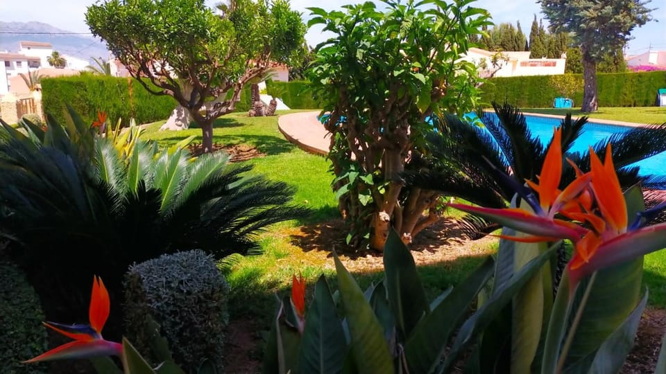 Garden, Garden view, Pool view