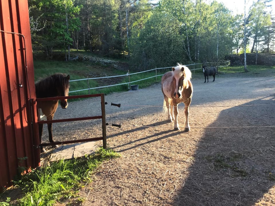 Nice holiday house at horse farm with lake and sauna House in Stockholm County