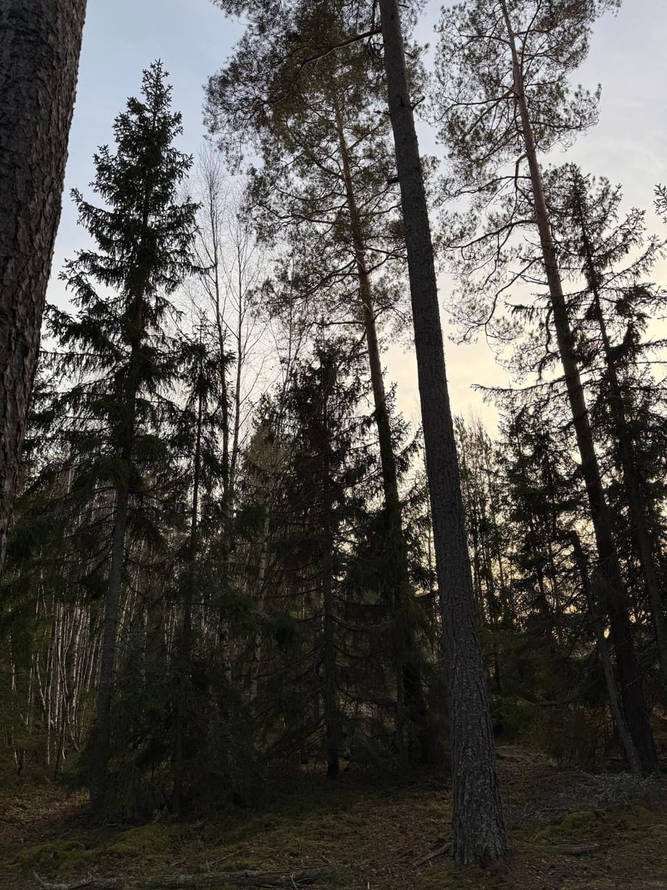 La Forêt Hotel Bed and Breakfast in Stockholm County
