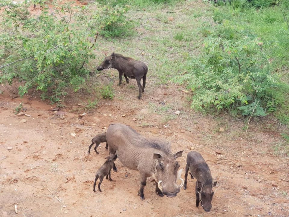 Animals